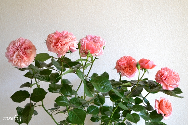 20250503 ライフ バラ ブログ ロサオリエンティス 一番花 ロゼット咲き 5月 開花 画像 roselog
