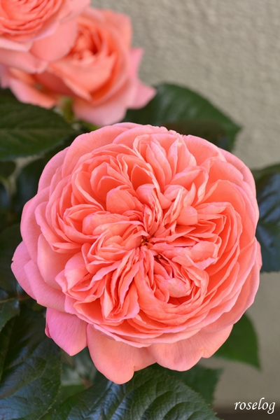 20250503 ライフ バラ ブログ ロサオリエンティス 一番花 花径8cm ロゼット咲き 5月 春 開花 画像 roselog
