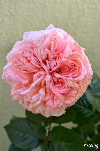 20250503 ライフ バラ ブログ ロサオリエンティス 一番花 花径9cm 開花から5日め 大雨の後 ロゼット咲き 5月 春 開花 画像 roselog