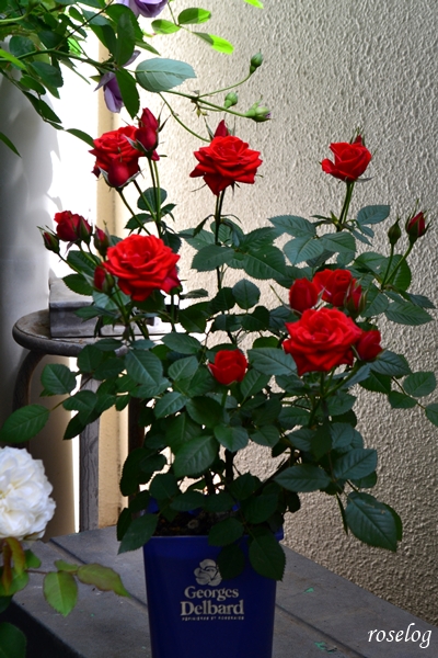 20250503 母のミニバラ 赤 鉢植え 4号角鉢 樹形 樹高30cm 春 5月 開花 画像 roselog