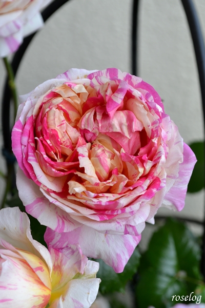 20250504 エドゥアールマネ バラ ブログ 4月 開花 画像 roselog
