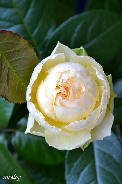 20250504 シューセルクル バラ ブログ 春 5月 蕾 開花 roselog