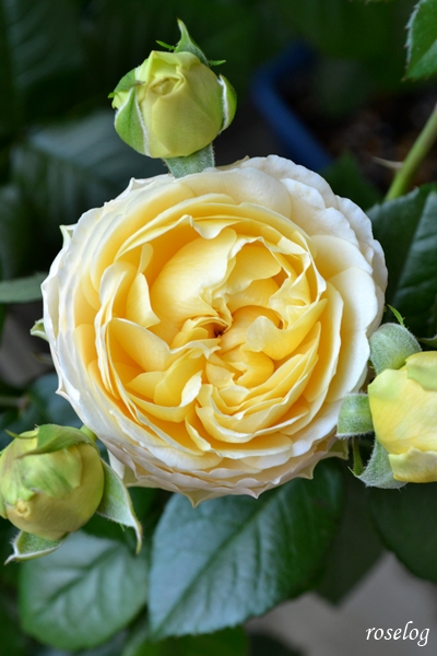 20250504 シューセルクル バラ ブログ 春 5月 開花 roselog