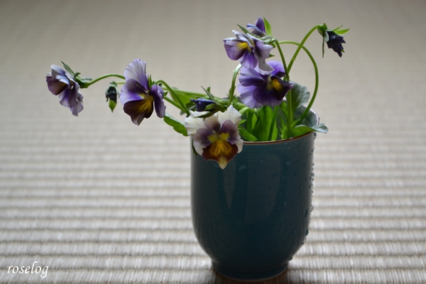 20250504 ビオラ ファルファリア NO.79 畳 花瓶 湯呑 切り花 画像 roselog