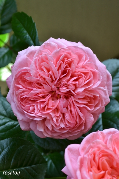 20250504 ライフ バラ ブログ ロサオリエンティス タイプ0 ロゼット咲き 5月 開花 画像 roselog