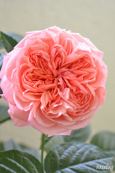 20250504 ライフ バラ ブログ ロサオリエンティス タイプ0 ロゼット咲き 5月 開花 画像 roselog