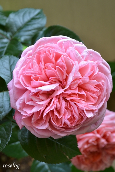 20250504 ライフ バラ ブログ ロサオリエンティス タイプ0 ロゼット咲き 5月 開花 画像 roselog