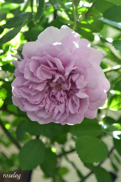 20250504 レイニーブルー バラ ブログ 5月 春 開花 画像 roselog