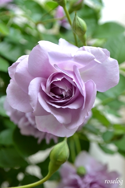 20250504 レイニーブルー バラ ブログ 5月 春 開花 画像 roselog