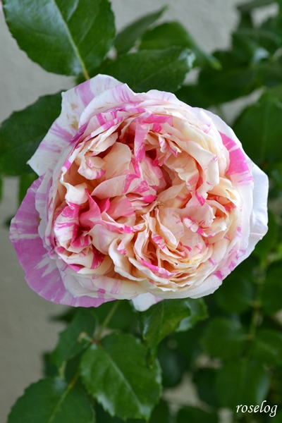 20250505 エドゥアールマネ バラ ブログ 4月 開花 画像 roselog