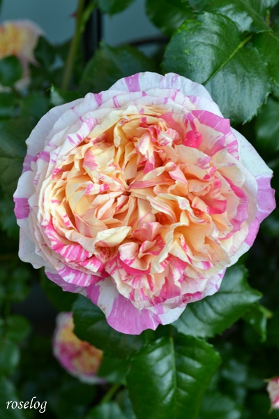 20250505 エドゥアールマネ バラ ブログ 4月 開花 画像 roselog