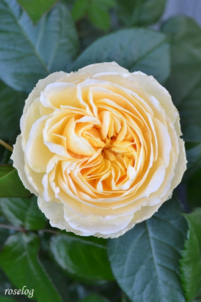 20250505 シューセルクル バラ ブログ 春 5月 開花 花径7cm roselog