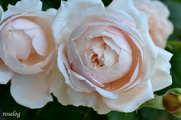 20250505 メーヴェ バラ アップルローゼス ブログ 5月 春 開花 画像 roselog