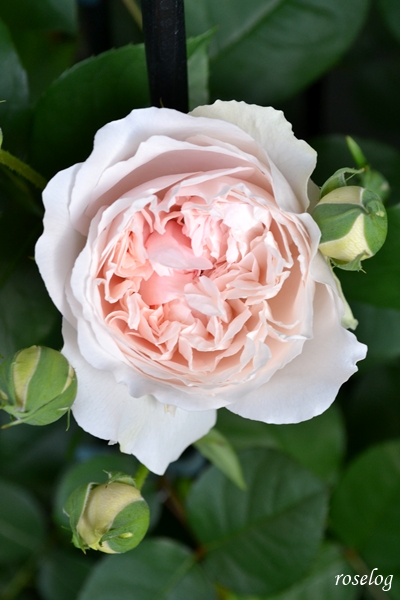 20250505 メーヴェ バラ アップルローゼス ブログ 5月 春 開花 花径5-6cm 画像 roselog