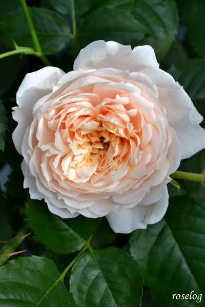 20250505 メーヴェ バラ アップルローゼス ブログ 5月 春 開花 花径5-6cm 画像 roselog