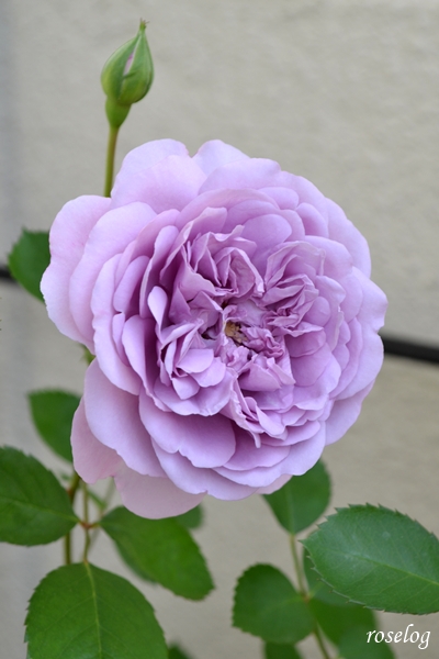 20250505 レイニーブルー バラ ブログ 5月 春 開花 画像 roselog