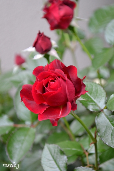20250506 プランタジネット バラ ブログ ロサオリエンティス タイプ0 一番花 春 5月 蕾 画像 roselog