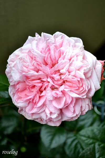 20250506 ライフ バラ ブログ ロサオリエンティス タイプ0 退色したライフ 花径9cm 雨 開花 5月 春 画像 roselog