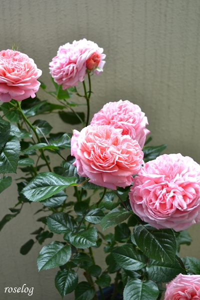 20250506 ライフ バラ ブログ ロサオリエンティス タイプ0 退色したライフ 雨 開花 5月 春 画像 roselog