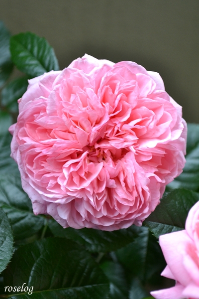 20250506 ライフ バラ ブログ ロサオリエンティス タイプ0 雨 開花 花径9cm 5月 春 画像 roselog