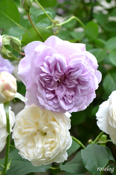 20250506 レイニーブルー シーシェルアイズ バラ ブログ 5月春 開花 画像 roselog