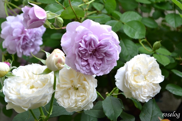 20250506 レイニーブルー シーシェルアイズ バラ ブログ 5月春 開花 画像 roselog