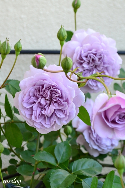 20250507 レイニーブルー バラ ブログ 5月春 開花 画像 roselog