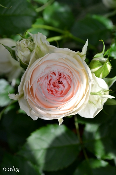 20250508 パシュミナ バラ ブログ 5月 春 開花 画像 roselog