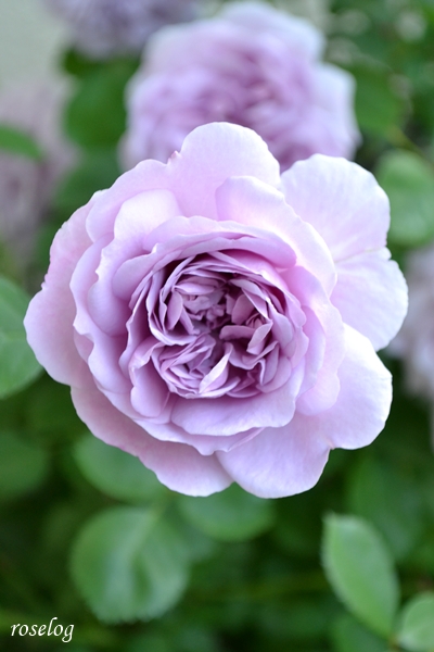 20250508 レイニーブルー バラ ブログ 5月春 開花 画像 roselog