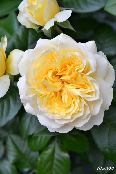 20250509 シューセルクル フラワーデコレーター永島 バラ 5月 開花 画像 roselog