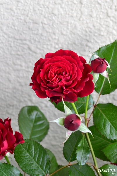 20250510 プランタジネット バラ ブログ ロサオリエンティス タイプ0 一番花 春 5月 開花 画像 roselog