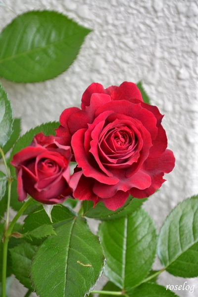 20250510 プランタジネット バラ ブログ ロサオリエンティス タイプ0 一番花 春 5月 開花 画像 roselog