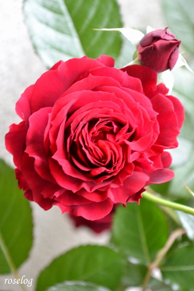20250510 プランタジネット バラ ブログ ロサオリエンティス タイプ0 一番花 春 5月 開花 画像 roselog