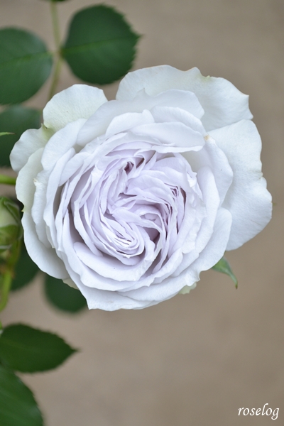 20250510 ポルトブルー バラ ブログ ロサオリエンティス タイプ0 5月 春 開花 画像 roselog