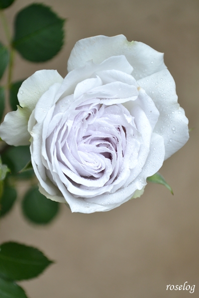 20250510 ポルトブルー バラ ブログ ロサオリエンティス タイプ0 バラの家 5月 開花 画像 roselog