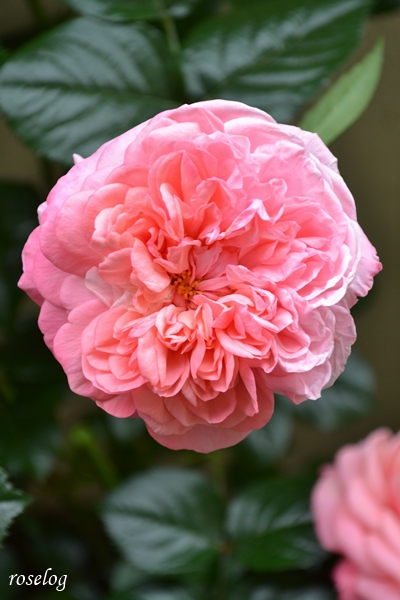 20250510 ライフ バラ ブログ ロサオリエンティス タイプ0 バラの家 5月 春 開花 画像 roselog