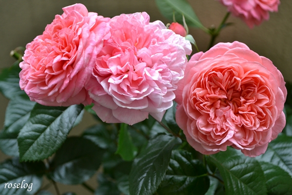 20250510 ライフ バラ ブログ ロサオリエンティス タイプ0 バラの家 5月 春 開花 画像 roselog