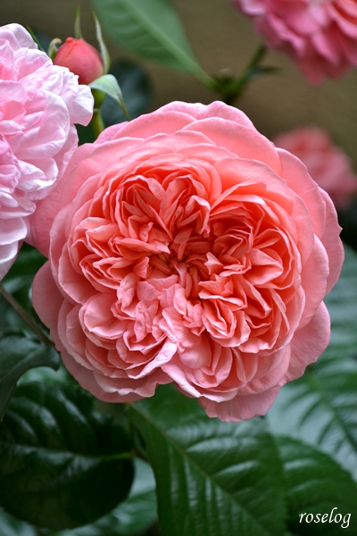 20250510 ライフ バラ ブログ ロサオリエンティス タイプ0 バラの家 花径7cm 5月 春 開花 画像 roselog