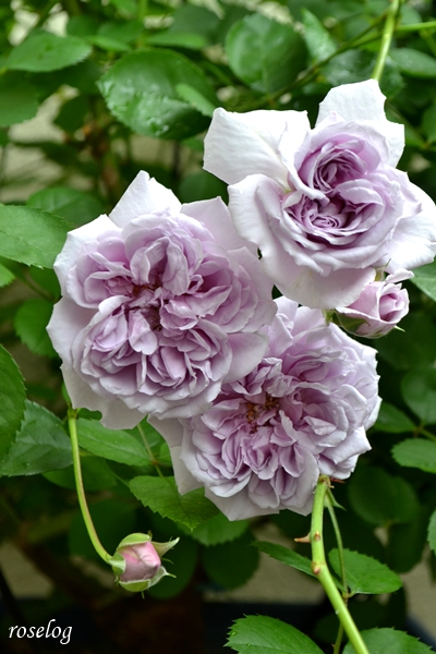 20250510 レイニーブルー バラ ブログ 1番花 副蕾 開花 春 5月 画像 roselog