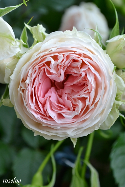 20250511 パシュミナ バラ ブログ 5月 春 開花 画像 roselog