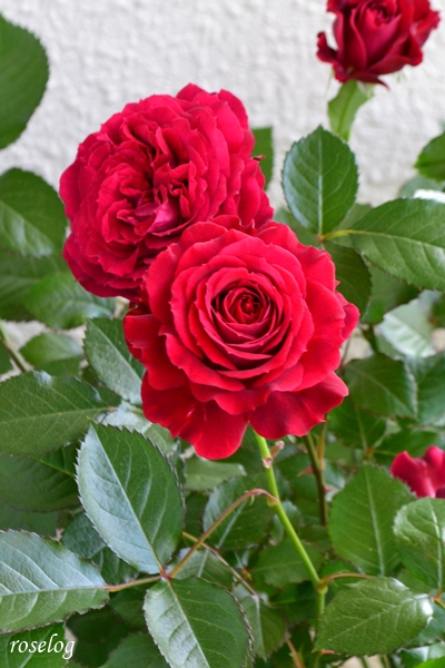 20250511 プランタジネット バラ ブログ ロサオリエンティス タイプ0 一番花 春 5月 開花 画像 roselog