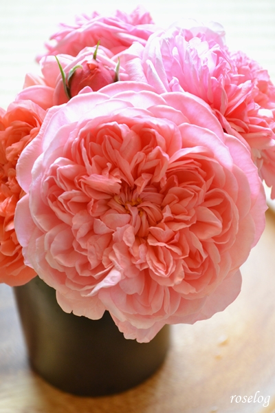20250511 ライフ バラ ブログ ロサオリエンティス タイプ0 バラの家 切り花 花瓶 画像 roselog