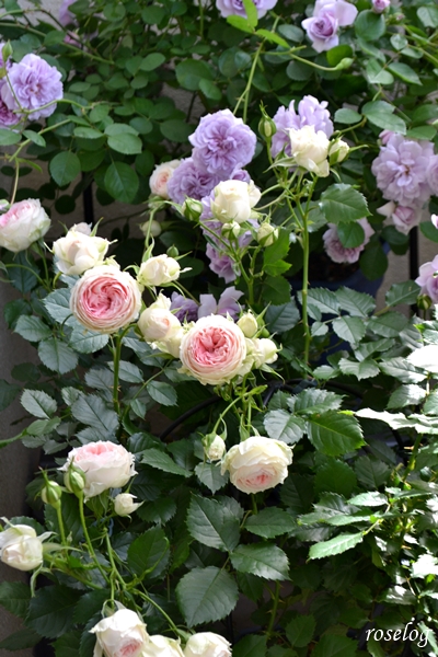 20250511 レイニーブルー パシュミナ バラ コラボ ブログ 1番花 開花 春 5月 画像 roselog