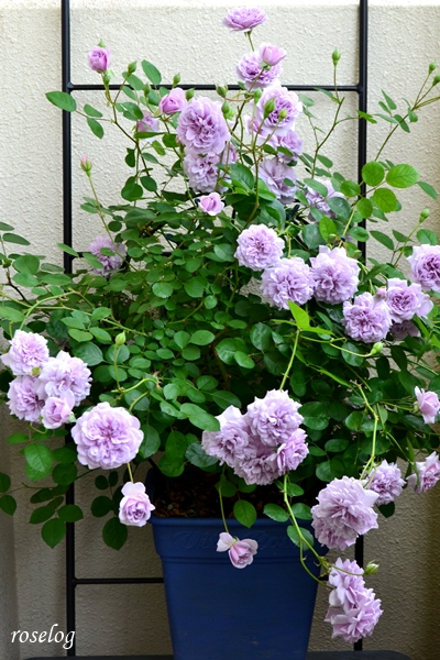 20250513 レイニーブルー バラ ブログ バルーンオベリスク 仕立て 400φ 副蕾 開花 春 5月 画像 roselog