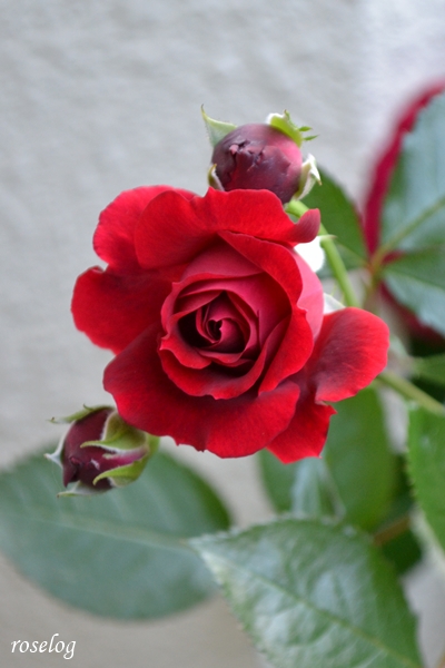 20250515 プランタジネット バラ ブログ ロサオリエンティス タイプ0 一番花 春 5月 開花 画像 roselog
