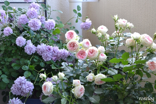 20250515 レイニーブルー パシュミナ バラ コラボ ブログ 1番花 開花 春 5月 画像 roselog