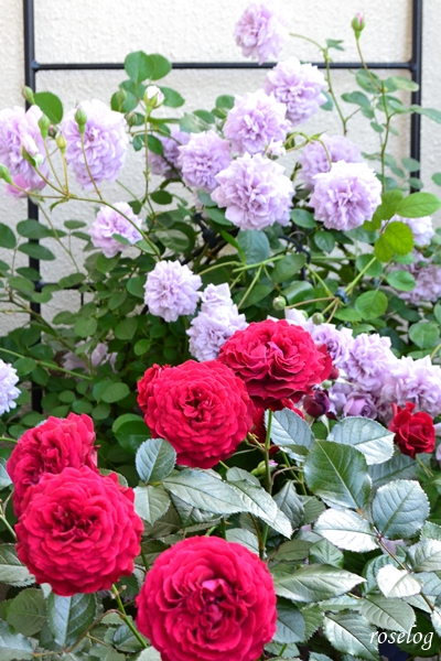 20250515 レイニーブルー プランタジネット バラ コラボ ブログ 1番花 開花 春 5月 画像 roselog