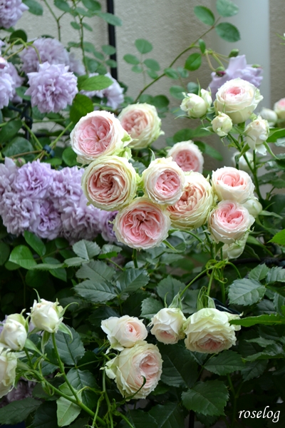 パシュミナ バラ バルーンオベリスク仕立て 鉢植え 一番花 開花 画像 2025 春 - roselog|バラ園芸ブログ 剪定開花の記録