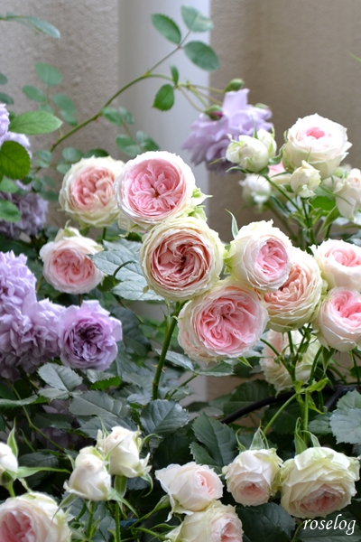 20250516 パシュミナ バラ ブログ 5月 春 開花 画像 roselog