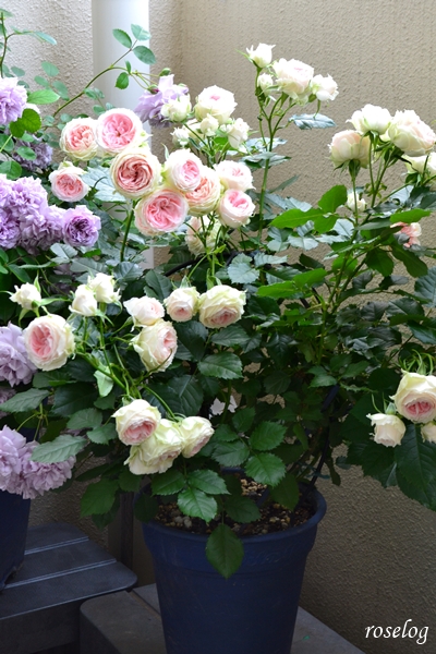 20250516 パシュミナ バラ ブログ バルーンオベリスク 仕立て 300φ 鉢植え 高さ60cm 1番花 開花 画像 roselog